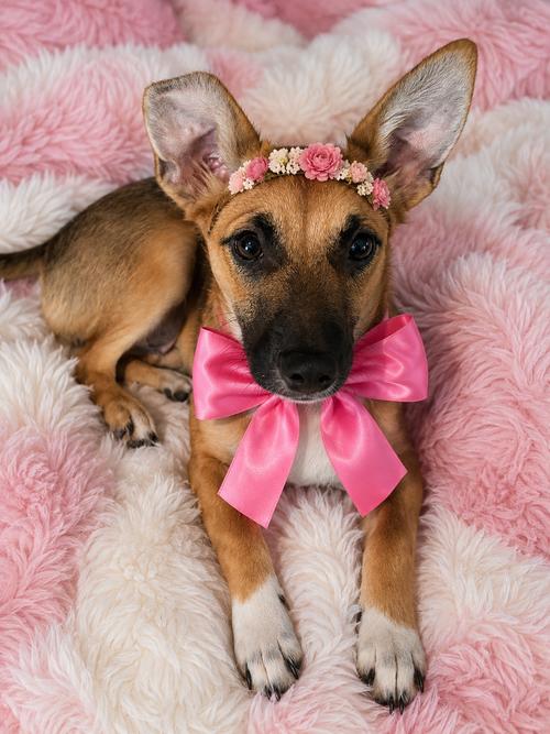 Chiweenie, Chiweenies, a Adoptable mixed breed in Mount Laurel, NJ image 2/2