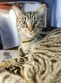 Gabriell, Adoptable, Kitten Male Domestic Short Hair & Domestic Short Hair.