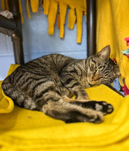 Enlarge Gabriell, a Adoptable mixed breed in Jamestown, NY image 2/3