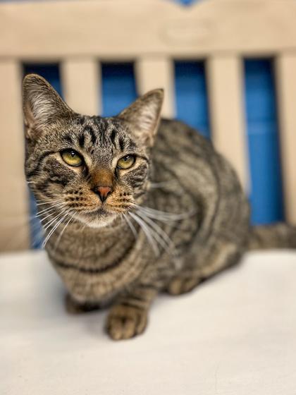 Enlarge Gabriell, a Adoptable mixed breed in Jamestown, NY image 3/3