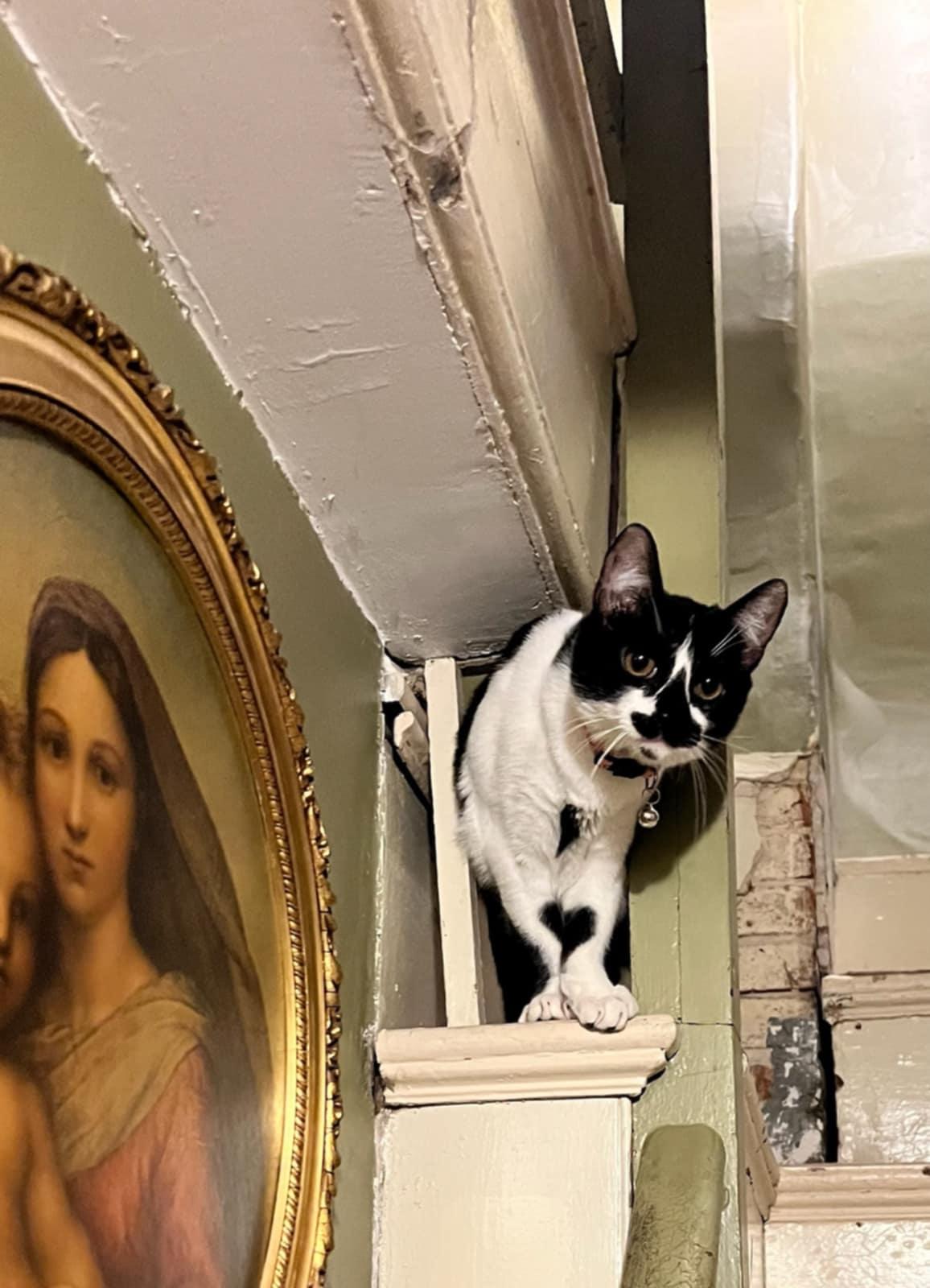 Smash and Smudge (Bonded Pair), Young Female Domestic Short Hair