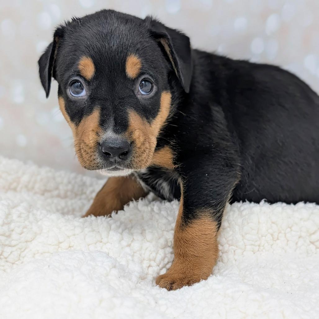 Apollo, Adoptable, Puppy Male Mixed Breed.