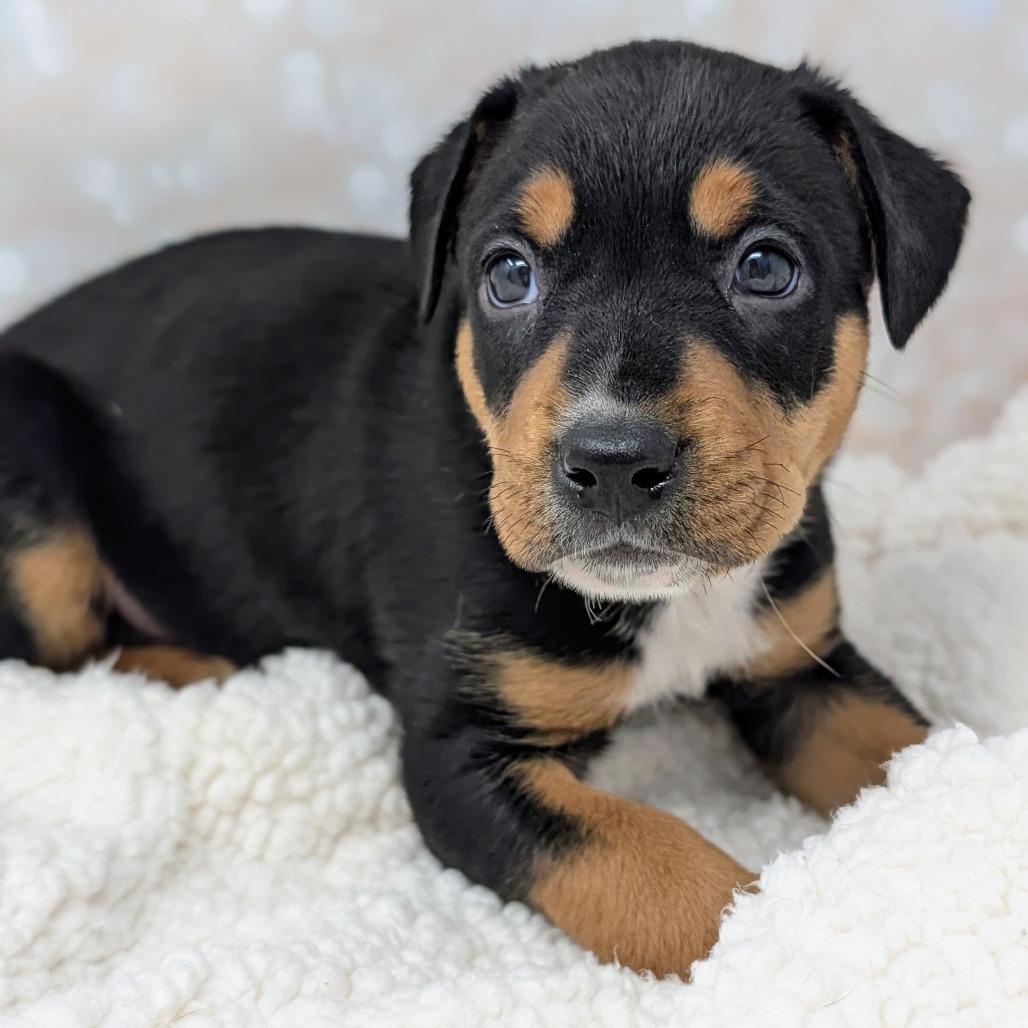 Enlarge Apollo, a Adoptable Mixed Breed in Durham, NC image 2/5