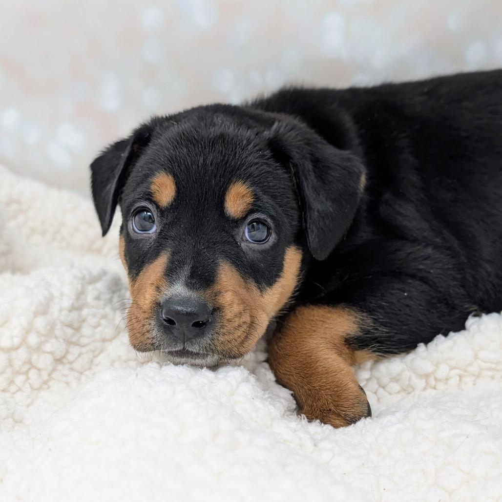Enlarge Apollo, a Adoptable Mixed Breed in Durham, NC image 3/5