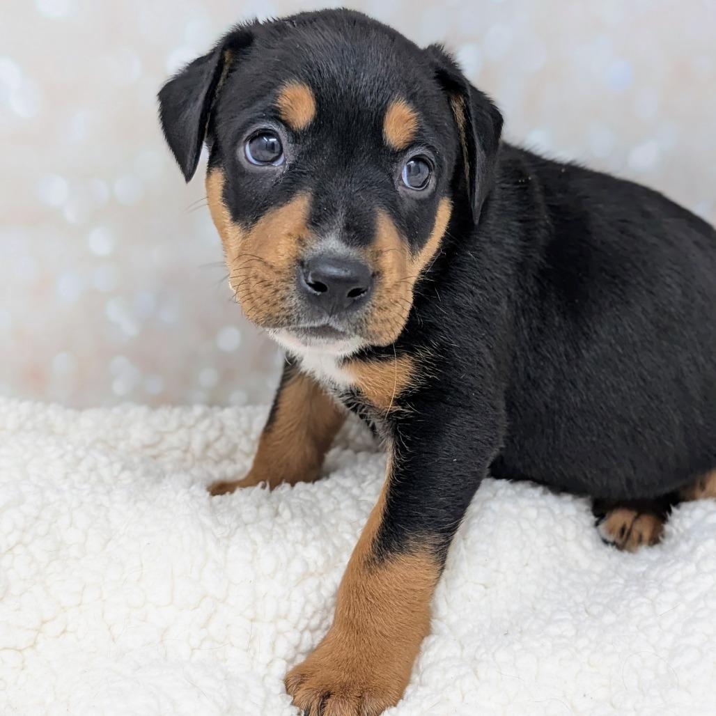 Enlarge Apollo, a Adoptable Mixed Breed in Durham, NC image 4/5
