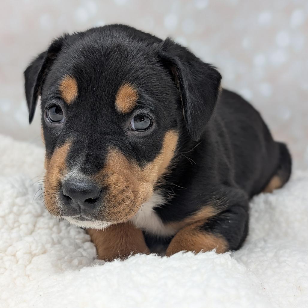 Enlarge Apollo, a Adoptable Mixed Breed in Durham, NC image 5/5