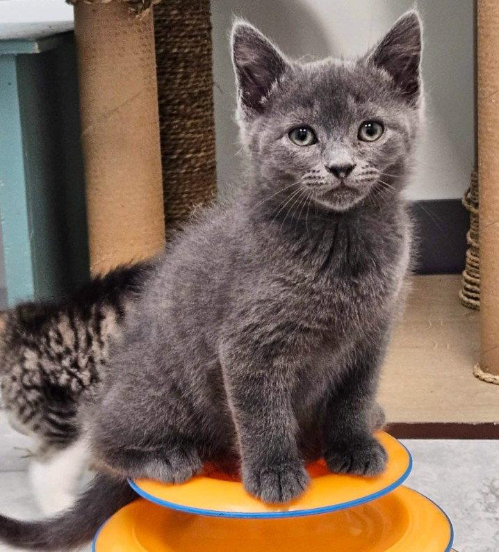 Enlarge Blue, a Adopted Domestic Short Hair in Rochester, NY image 1/1