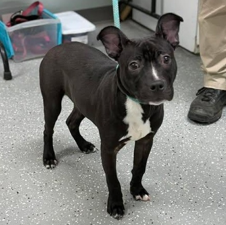 Liam, ADOPTABLE, Puppy Male Pit Bull Terrier.
