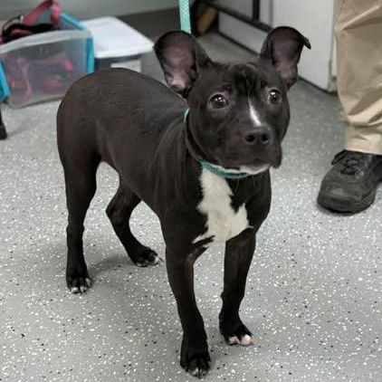 Liam, a ADOPTABLE mixed breed in Bardstown, KY image 3/5