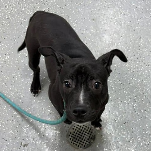 Liam, a ADOPTABLE mixed breed in Bardstown, KY image 4/5