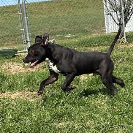 Enlarge Liam, a ADOPTABLE mixed breed in Bardstown, KY image 5/6