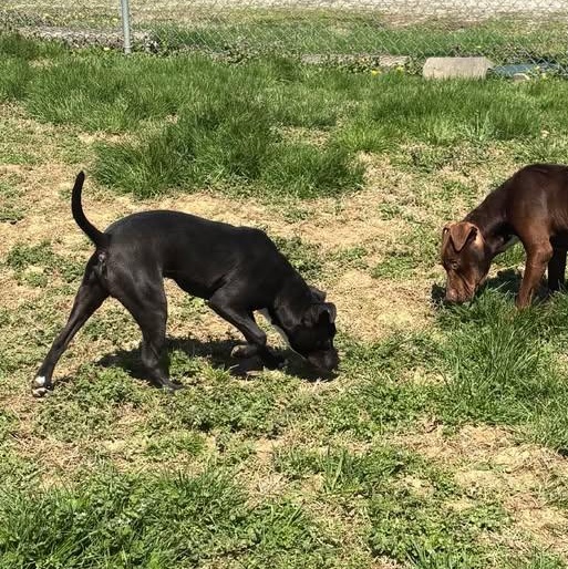 Enlarge Liam, a ADOPTABLE mixed breed in Bardstown, KY image 6/6