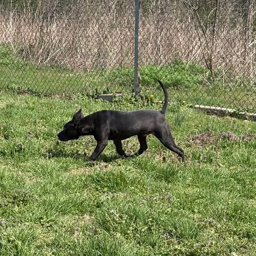 Enlarge Liam, a ADOPTABLE mixed breed in Bardstown, KY image 4/6