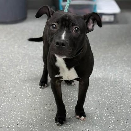 Liam, a ADOPTABLE mixed breed in Bardstown, KY image 5/5