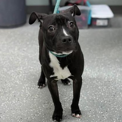 Liam, a ADOPTABLE mixed breed in Bardstown, KY image 2/5