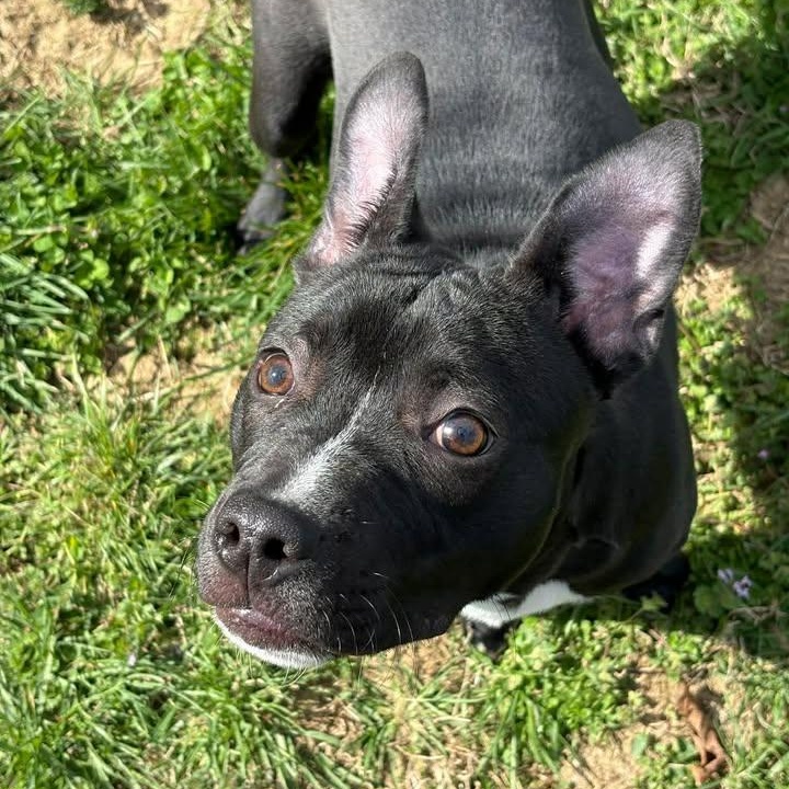 Enlarge Liam, a ADOPTABLE mixed breed in Bardstown, KY image 1/6