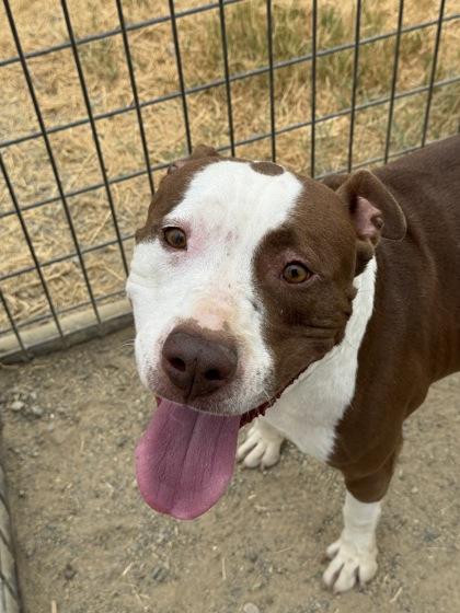 Cami, Adoptable, Adult Female Pit Bull Terrier & Mixed Breed.