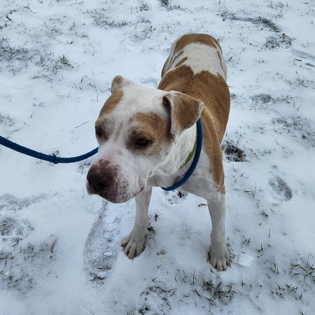 Enlarge Hazel-Foster, a Adoptable Mixed Breed in Grand Rapids, MI image 1/6