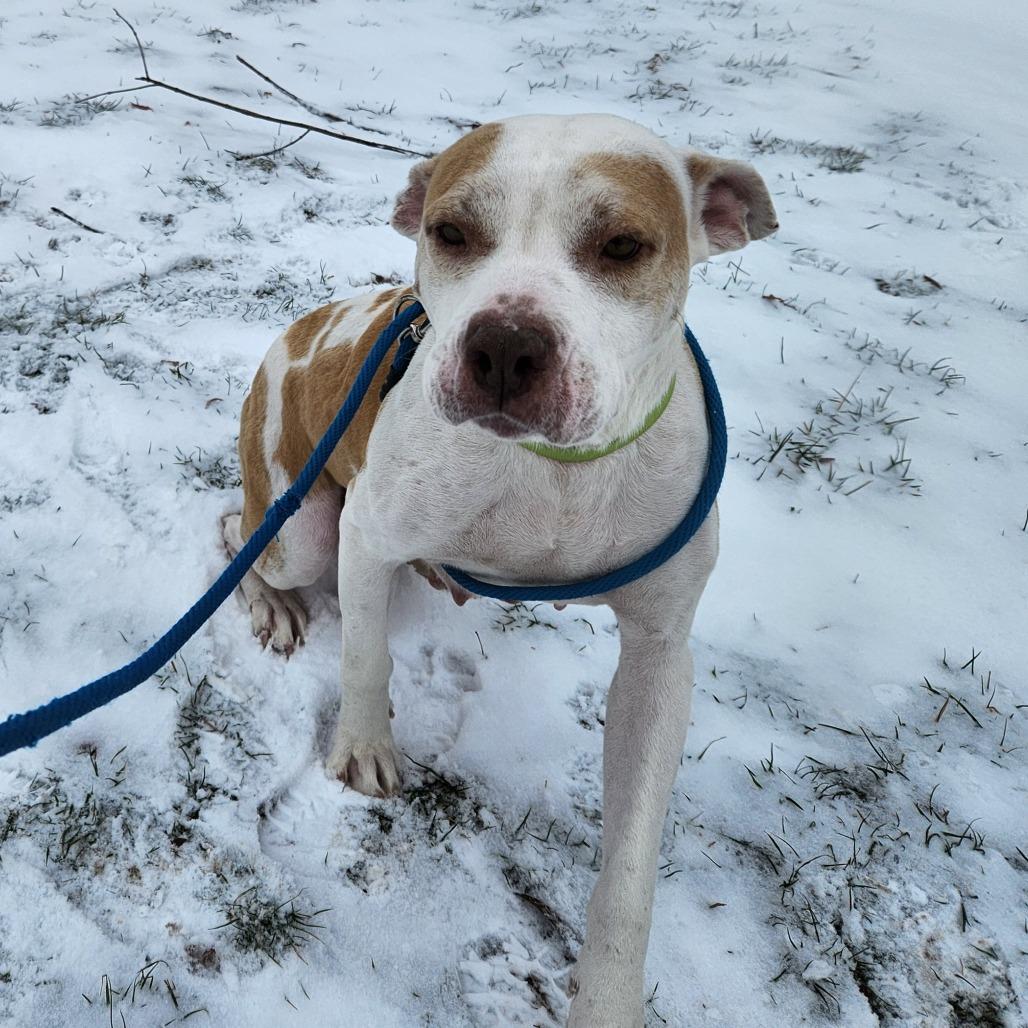 Enlarge Hazel-Foster, a Adoptable Mixed Breed in Grand Rapids, MI image 2/6