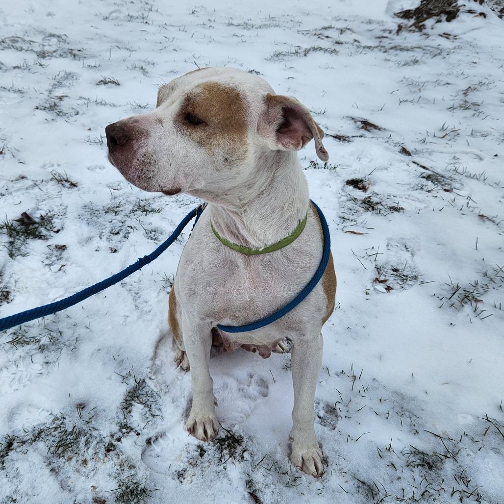 Enlarge Hazel-Foster, a Adoptable Mixed Breed in Grand Rapids, MI image 4/6