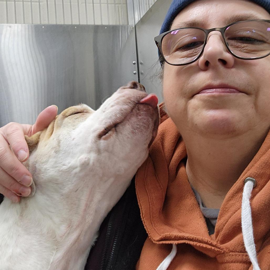 Enlarge Hazel-Foster, a Adoptable Mixed Breed in Grand Rapids, MI image 5/6