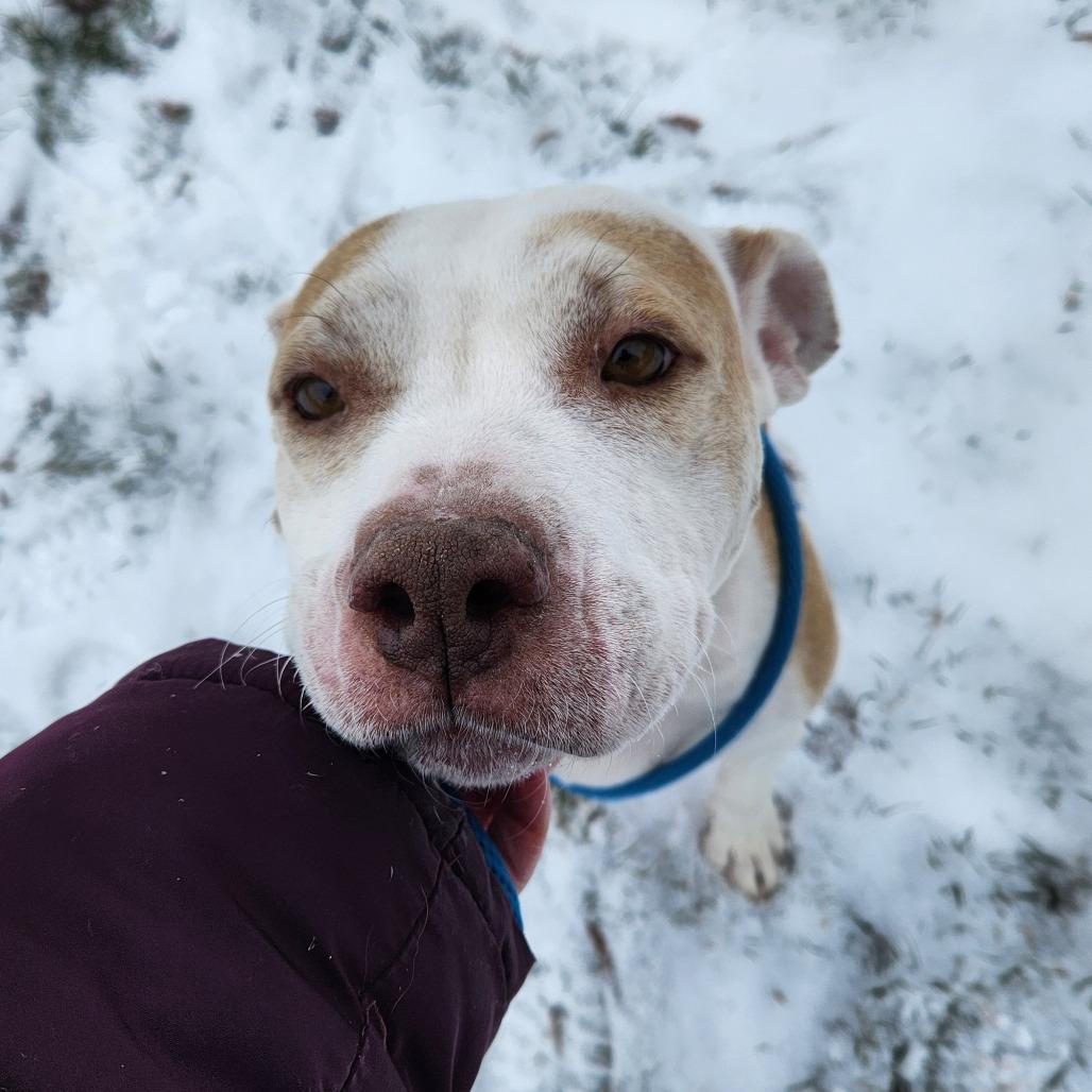 Enlarge Hazel-Foster, a Adoptable Mixed Breed in Grand Rapids, MI image 6/6