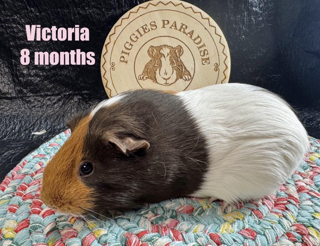 Victoria, Baby Female Short-Haired