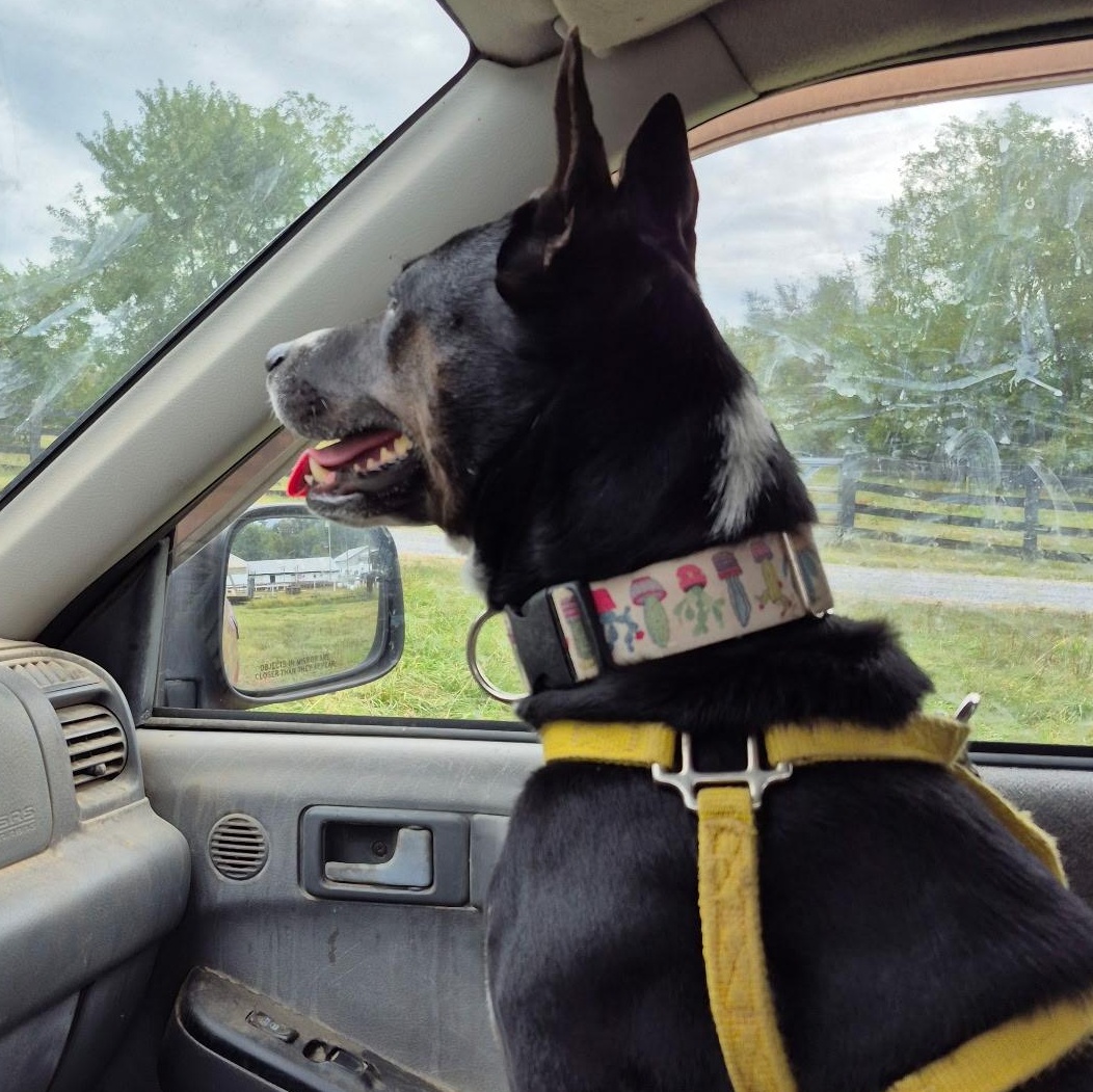 Enlarge Diva, a Adoptable mixed breed in Roanoke, VA image 4/6