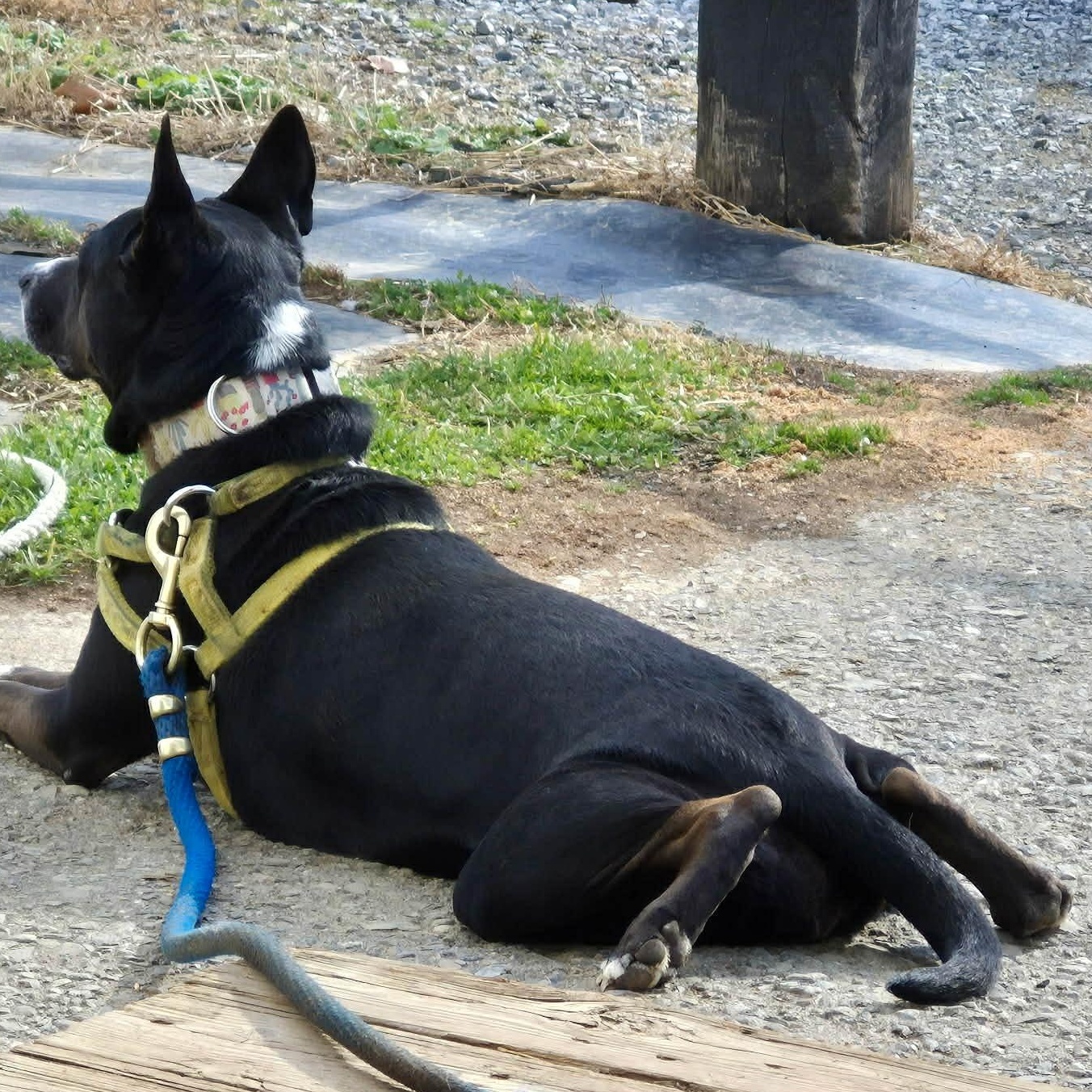 Enlarge Diva, a Adoptable mixed breed in Roanoke, VA image 3/6