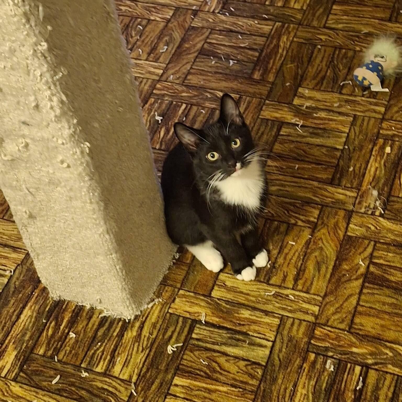 Enlarge Pepe, a ADOPTABLE Tuxedo in Farmington, MN image 2/2