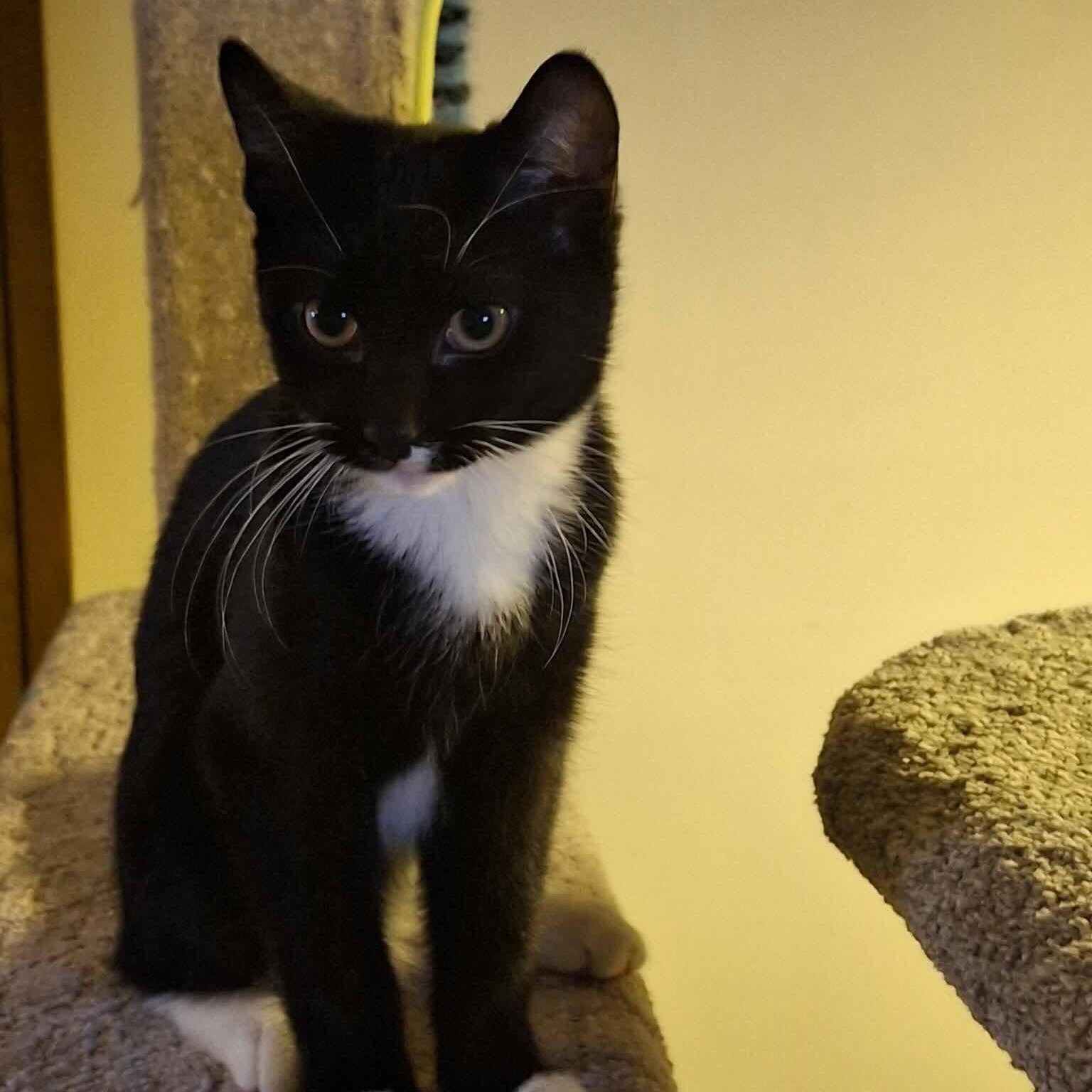 Enlarge Pepe, a ADOPTABLE Tuxedo in Farmington, MN image 1/2