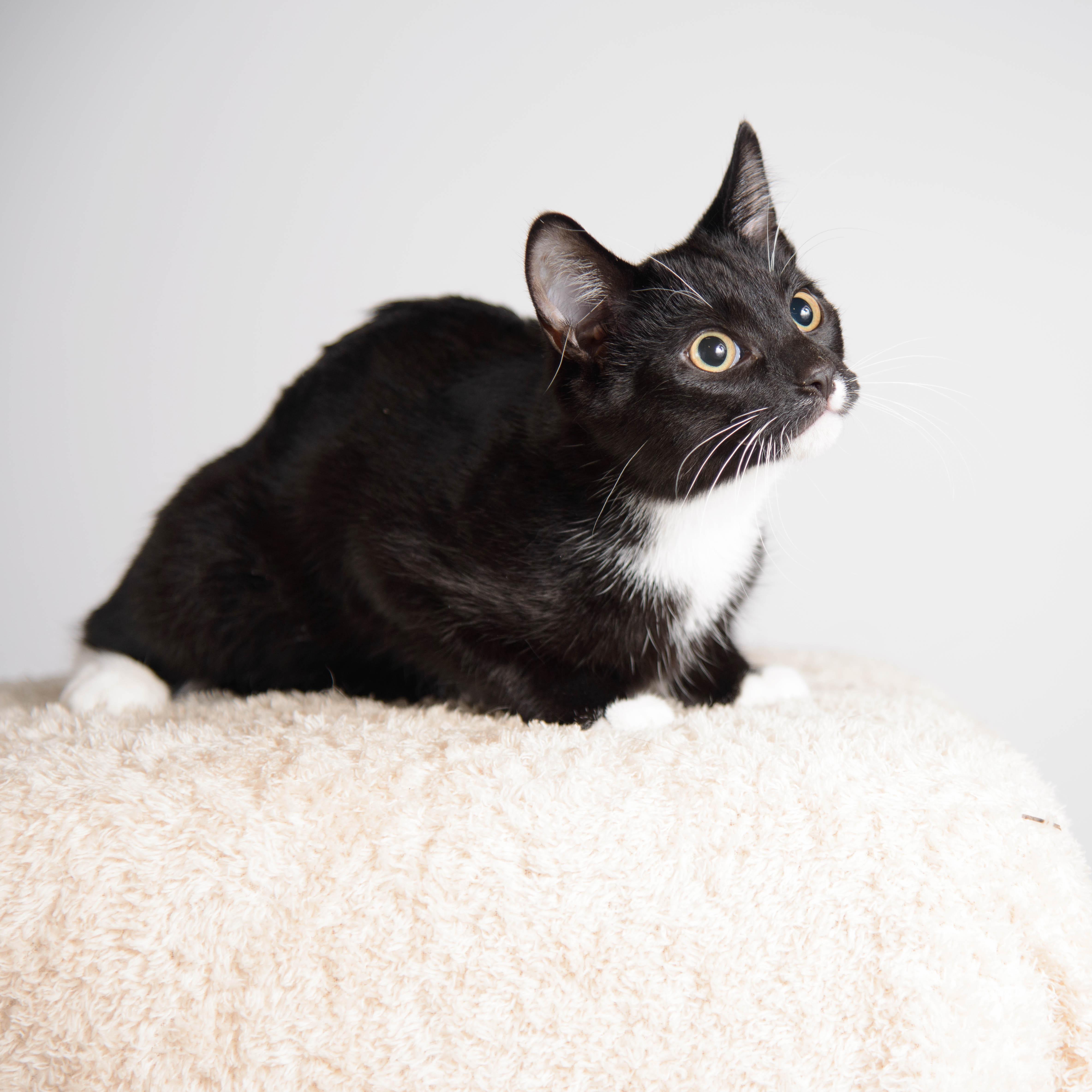 Enlarge Pepe, a ADOPTABLE Tuxedo in Farmington, MN image 4/4