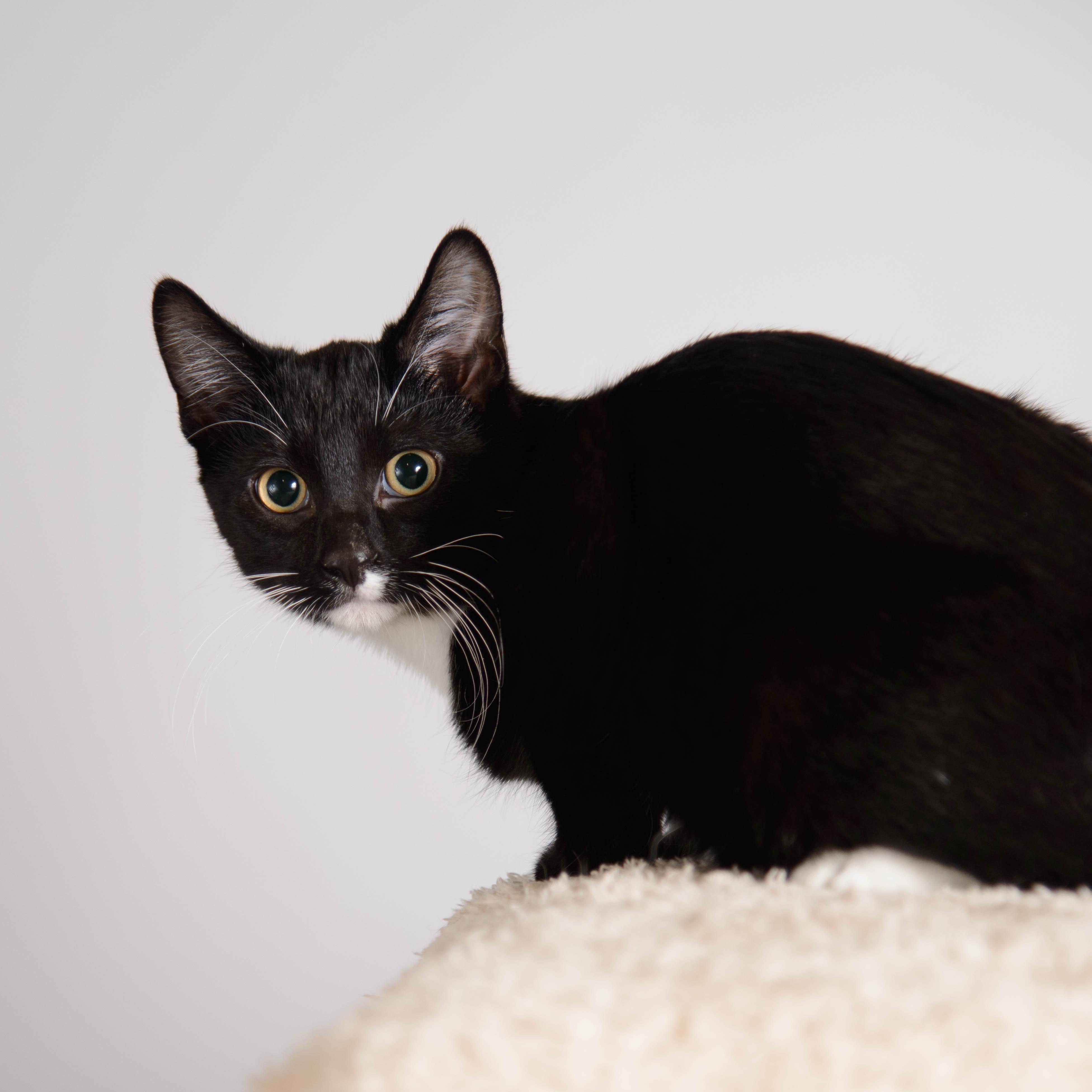 Pepe, ADOPTABLE, Kitten Male Tuxedo.