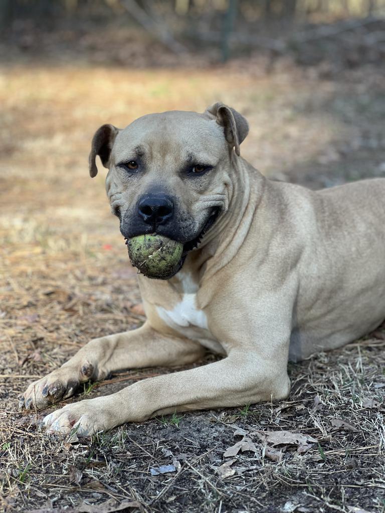 Enlarge Rock, a Adoptable mixed breed in Ruston, LA image 4/6
