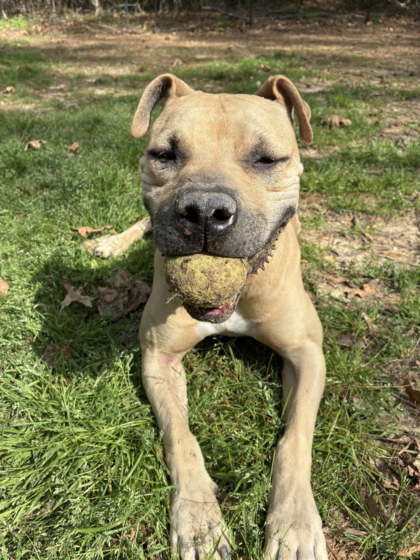 Rock, Adoptable, Adult Male Pit Bull Terrier & Black Mouth Cur.