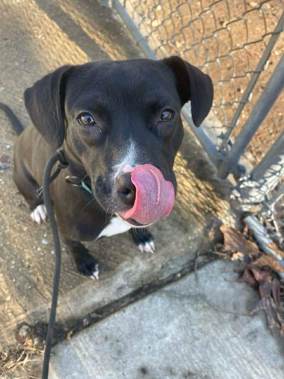 Enlarge Peppermint, a ADOPTABLE mixed breed in Jackson , NJ image 1/1