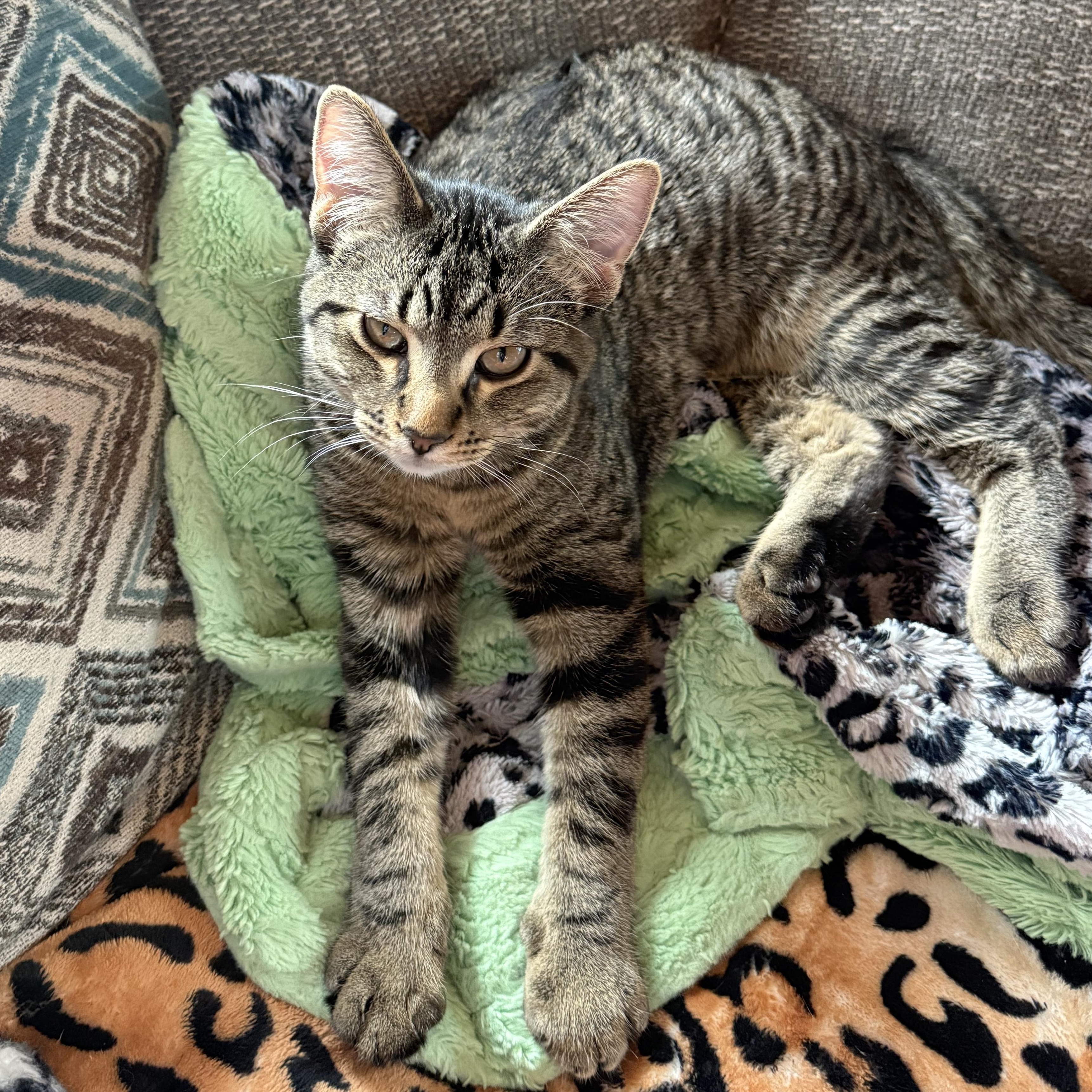 Enlarge Dexter, a Adoptable Domestic Short Hair in Jackson, MN image 2/6