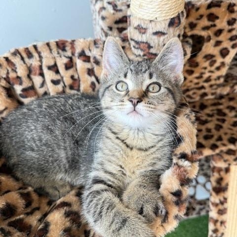 Enlarge Dexter, a Adoptable Domestic Short Hair in Jackson, MN image 6/6