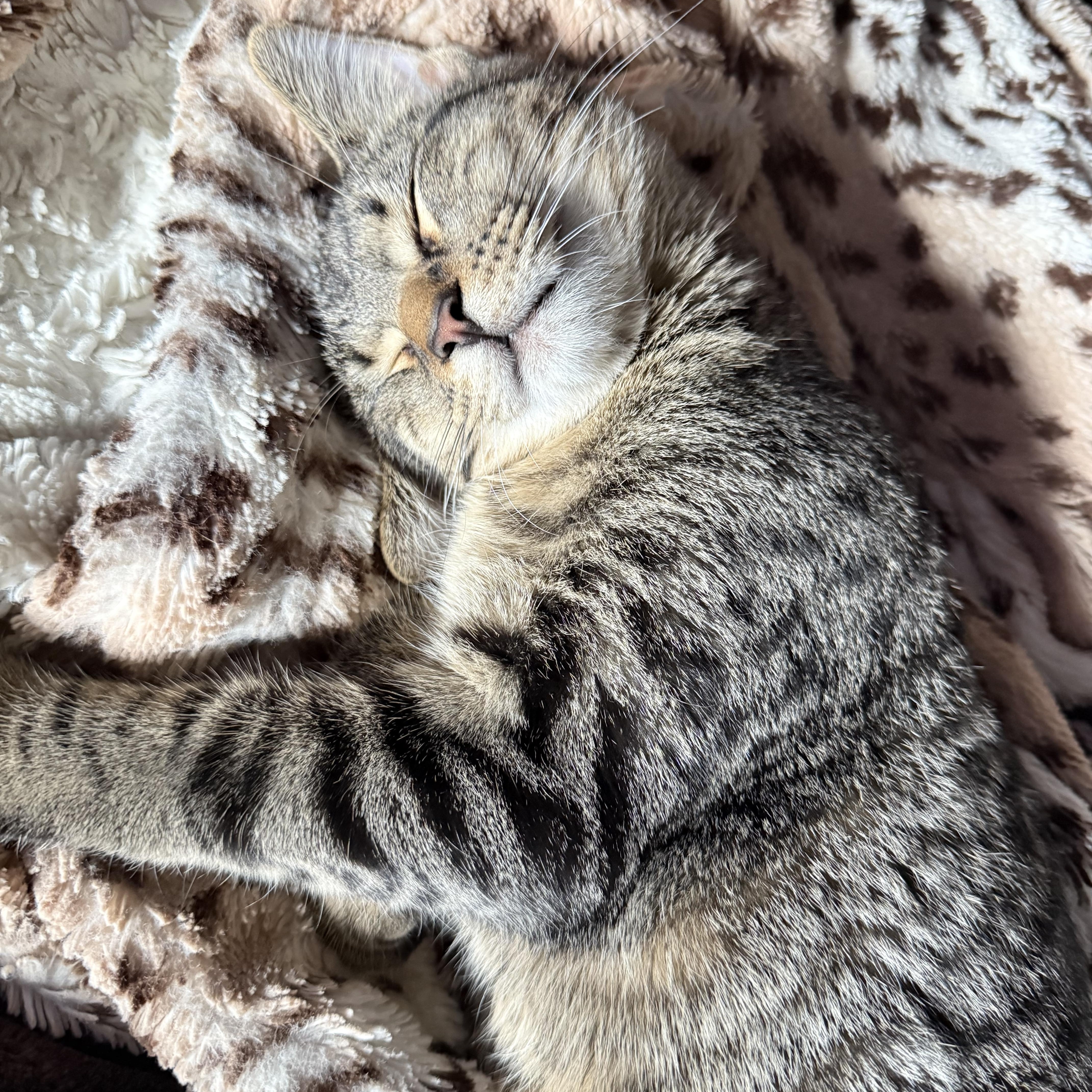 Enlarge Dexter, a Adoptable Domestic Short Hair in Jackson, MN image 1/6