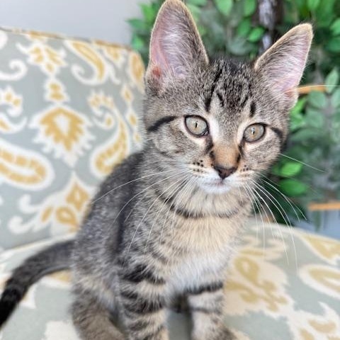 Enlarge Dexter, a Adoptable Domestic Short Hair in Jackson, MN image 4/6