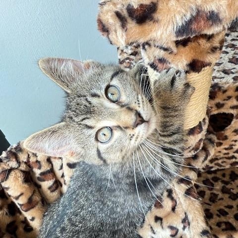 Dexter