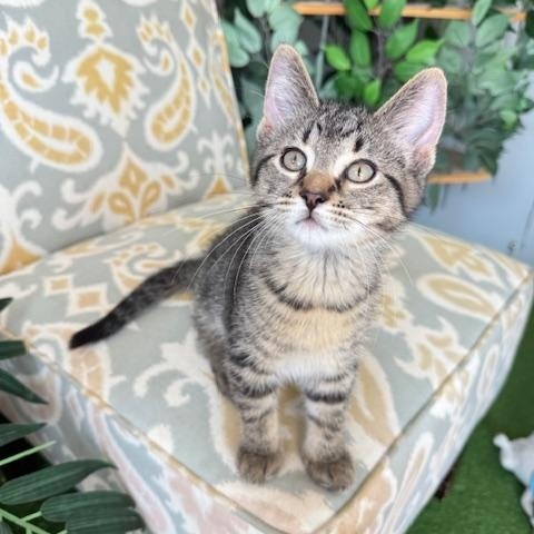 Enlarge Dexter, a Adoptable Domestic Short Hair in Jackson, MN image 3/6