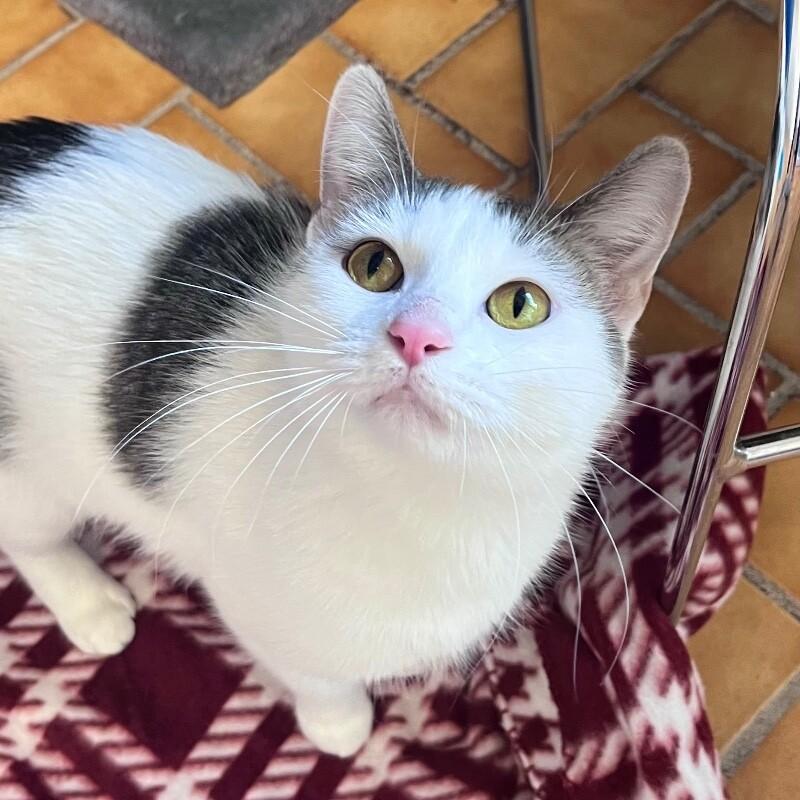 Enlarge Aida, a Adoptable Domestic Short Hair in Yankton, SD image 1/5