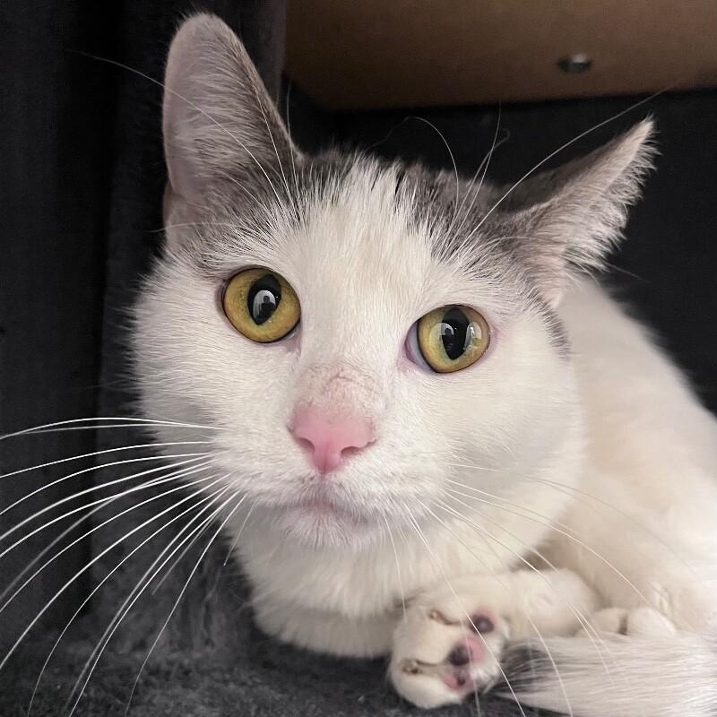 Enlarge Aida, a Adoptable Domestic Short Hair in Yankton, SD image 2/5