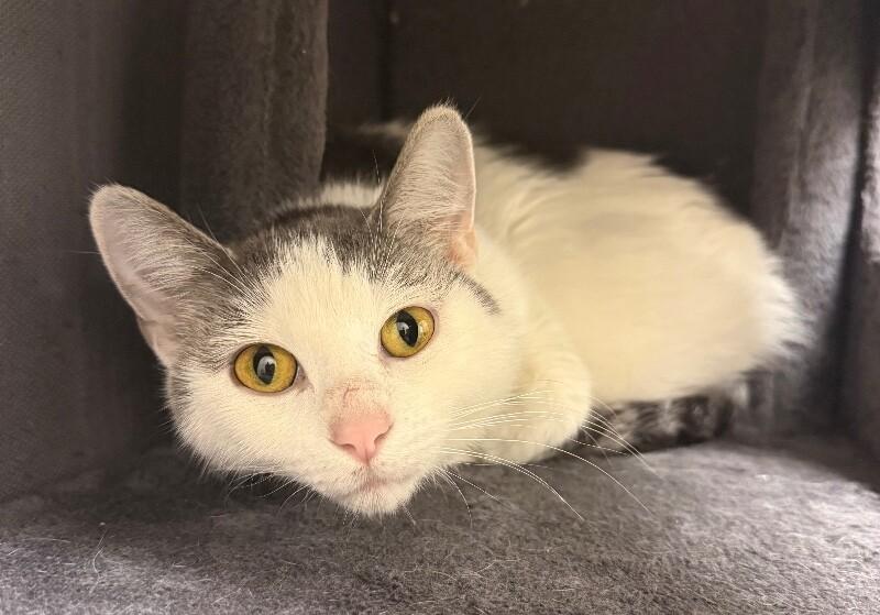 Enlarge Aida, a Adoptable Domestic Short Hair in Yankton, SD image 3/5