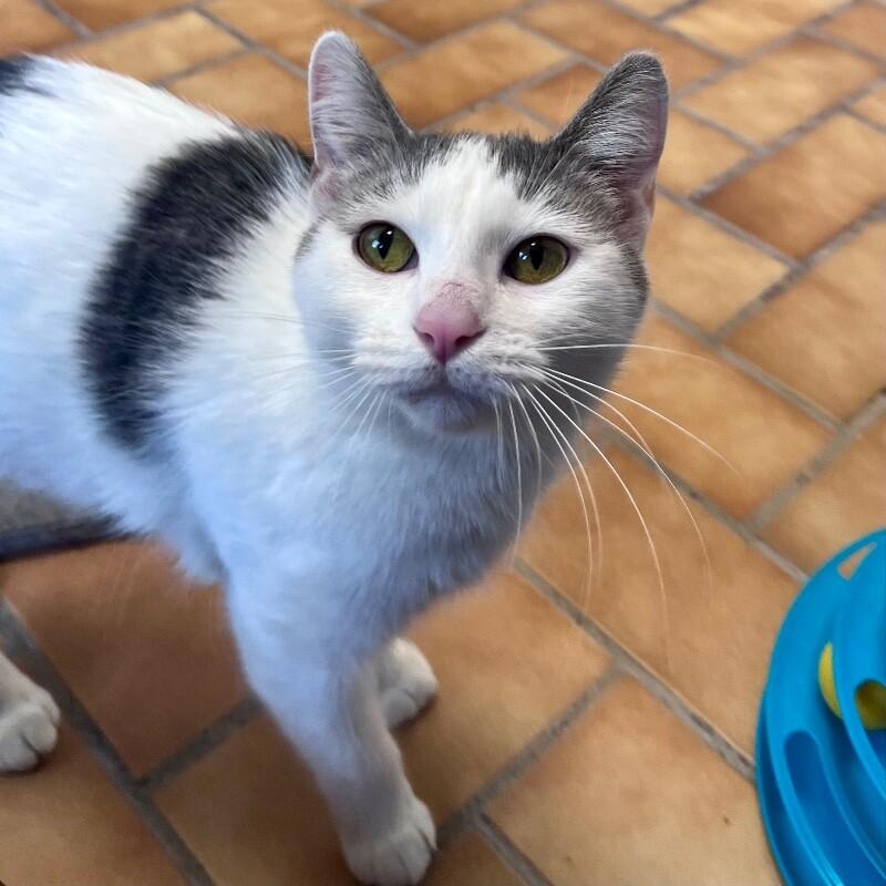 Enlarge Aida, a Adoptable Domestic Short Hair in Yankton, SD image 4/5