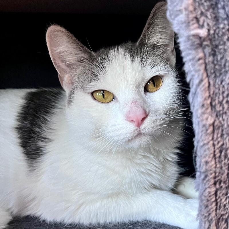 Enlarge Aida, a Adoptable Domestic Short Hair in Yankton, SD image 5/5