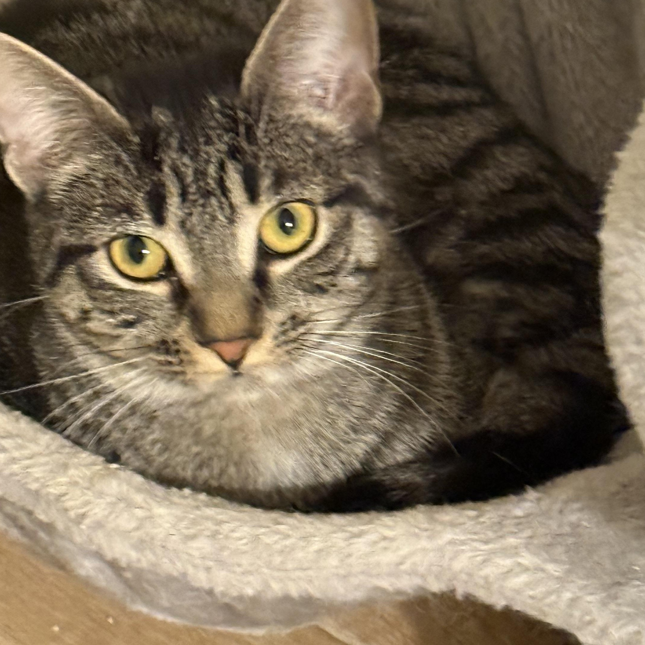 Faye, an adopted Domestic Short Hair in Old Bridge, NJ image 1/3