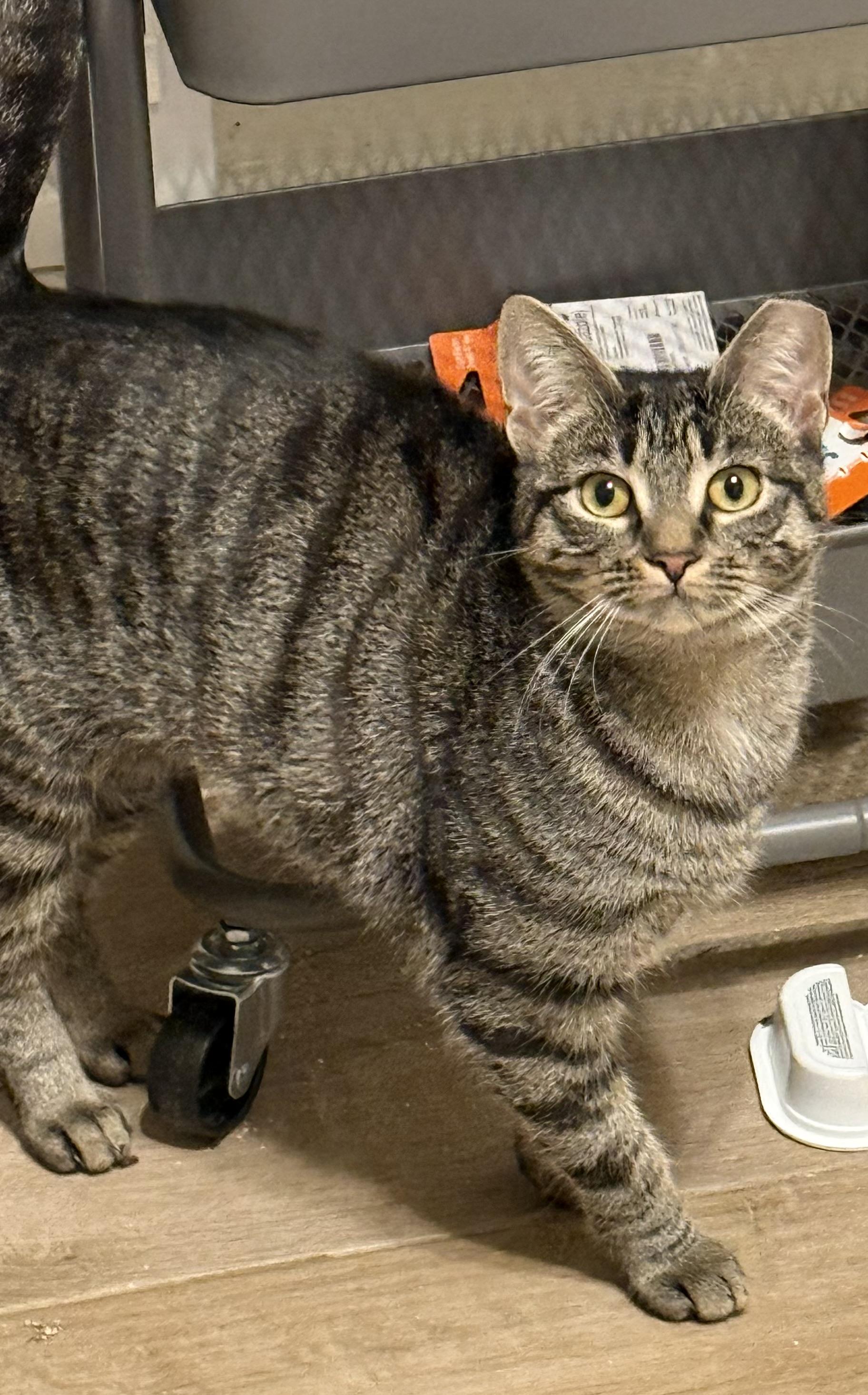 Faye, an adopted Domestic Short Hair in Old Bridge, NJ image 2/3