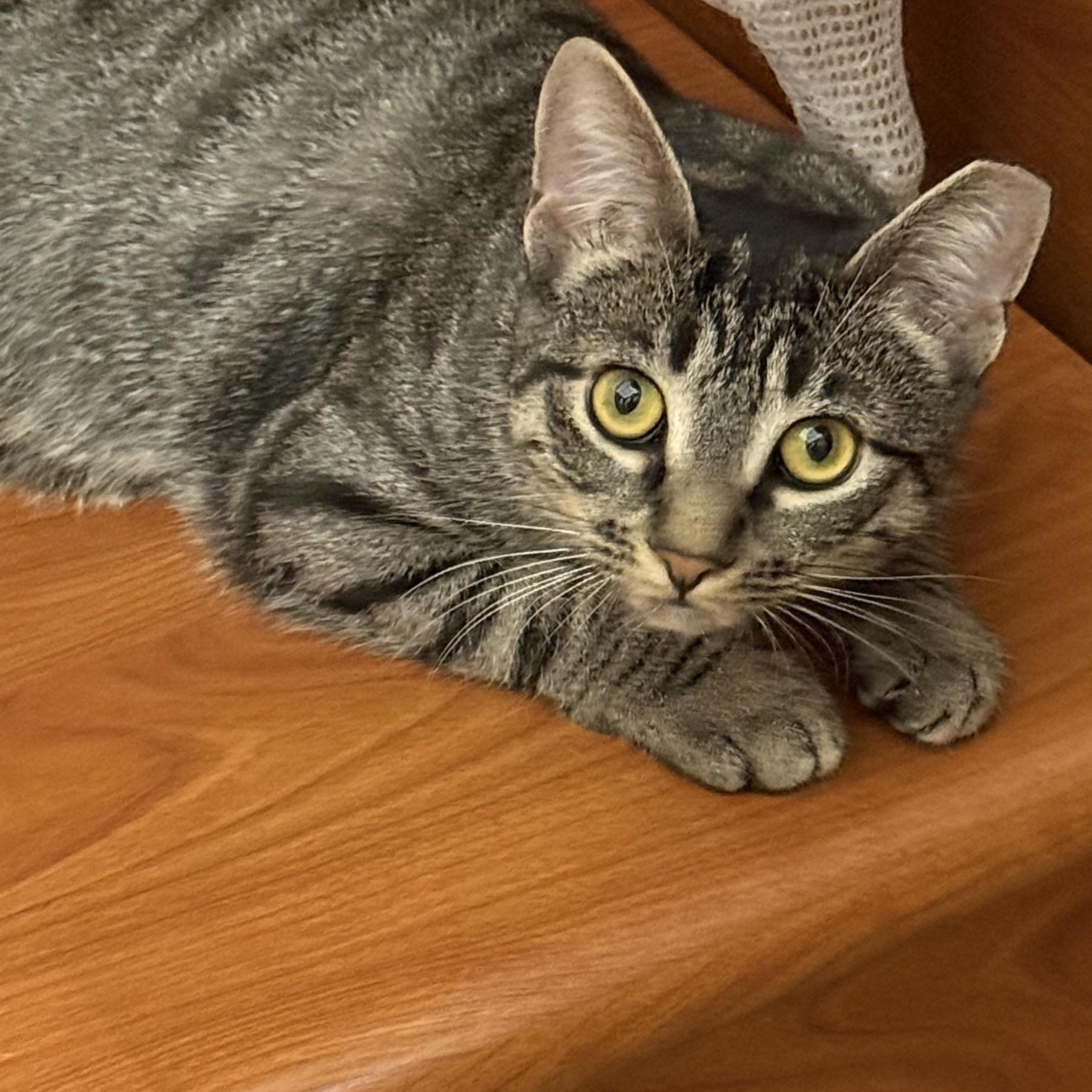 Faye, an adopted Domestic Short Hair in Old Bridge, NJ image 3/3